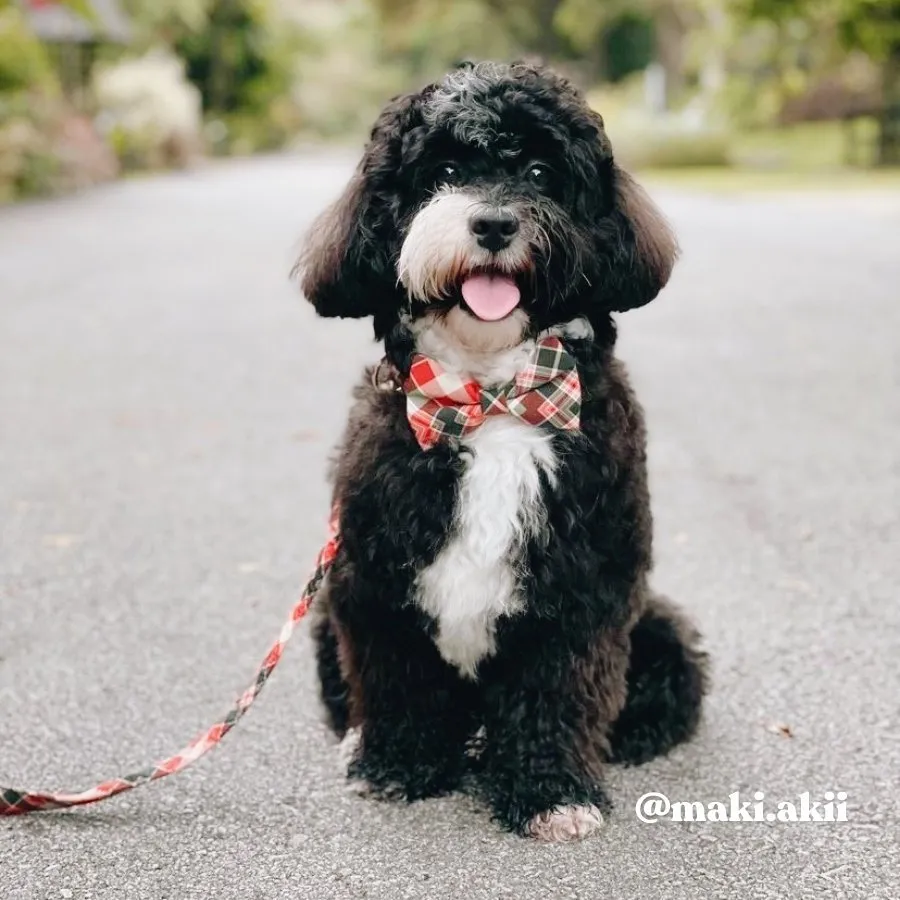 Noel Plaid Unbreakable Leash™
